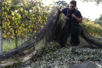 Degustazione Olio Extravergine del Garda: Tour Panoramico ed Esperienza Sensoriale 9 Degustazione Olio Extravergine del Garda: Tour Panoramico ed Esperienza Sensoriale 9